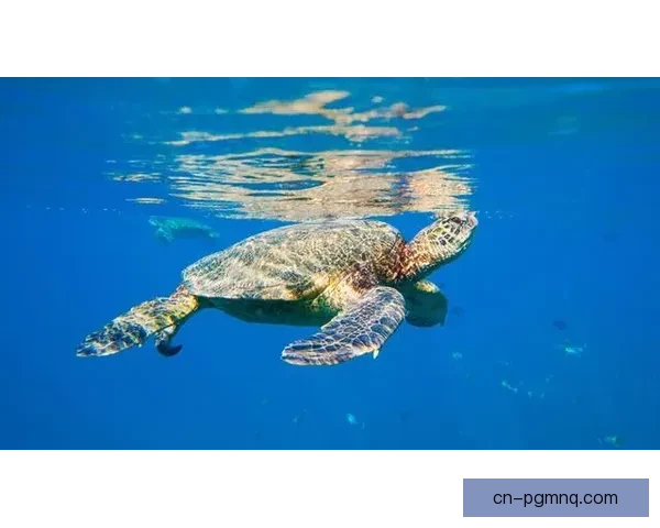 探寻游泳起源与演变：水中的历史足迹